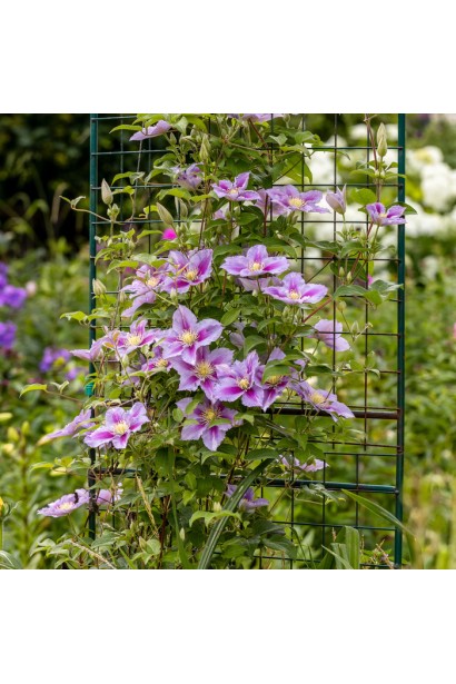 Clematis Piilu на опорі